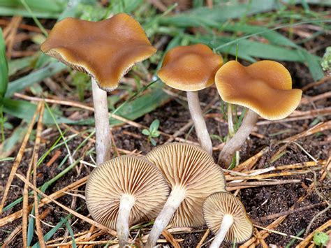 Plantas De Todas As Especies Psilocybe Cyanescens