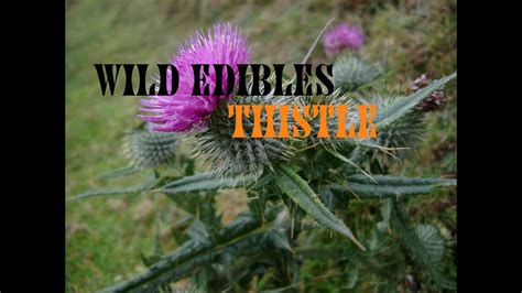 Wild Edible Plants Thistle Wilderness Survival Youtube