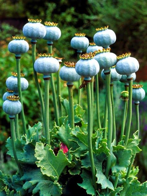 Nuts.com has been visited by 10k+ users in the past month Poppy Seeds - How To Grow Poppies From Seed | Growing ...