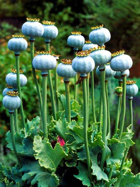 48.2 how long does it take to do these things? Poppy Seeds - How To Grow Poppies From Seed | Growing ...