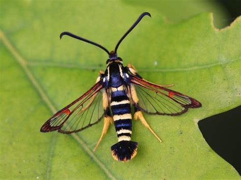 Vapsvinis Stiklasparnis Synanthedon Vespiformis Moth Wildlife