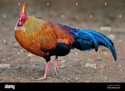 Ceylon Junglefowl Gallus Lafayettii Iconic Colored National Bird Of