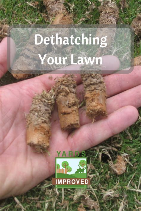 When to dethatch your lawn you'll be able to see and measure its thatch layer. How To De-Thatch Your Lawn in 2020 | Dethatching, How to dry basil, Lawn