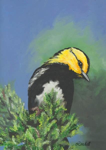 Golden Cheeked Warbler By Linda Lindall