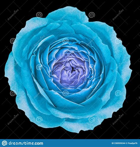 Blue Rose Flower Flower On Black Background Closeup Nature Macro
