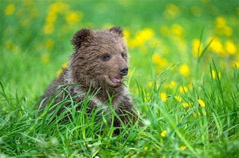 Brown Bear Cub Playing On The Summer Field Stock Photo Image Of