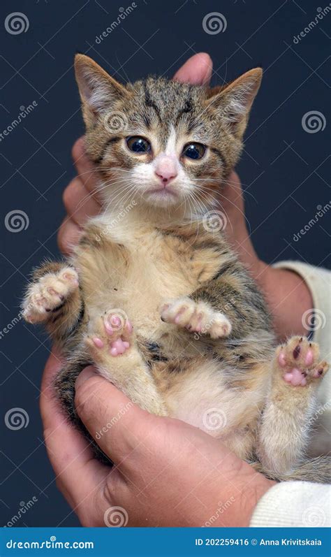 Punished Tabby Kitten Is Held By The Scruff Of The Neck Stock Photo