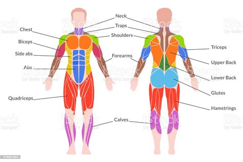 Check spelling or type a new query. Ilustración de Sistema Muscular Humanos y más Vectores ...