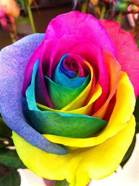 Tie Dye Rose Beautiful Roses Colorful Roses Rainbow Roses