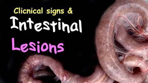 Coccidiosis In Chickens Clinical Signs Intestine Lesions Poultry