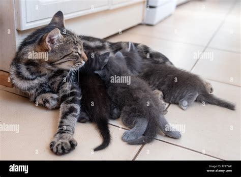 Mother Cat Nursing Her Babies Kittens Close Up Stock Photo Alamy