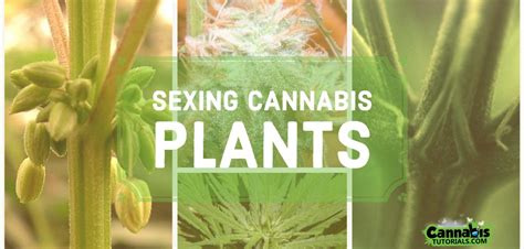 How To Sex Cannabis Plants Cannabis Tutorials