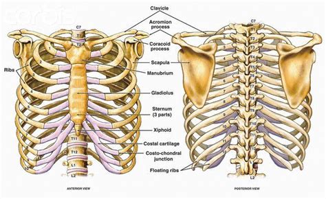 Anatomy Bones Rib Cage Anatomy Human Skeleton Anatomy