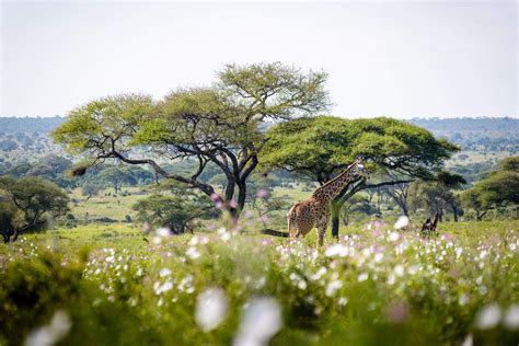 Best Wildlife Safaris In Africa Expert Africa