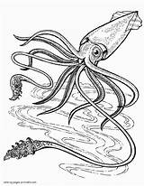 Coloring Sea Animals Squid Printable Ocean sketch template