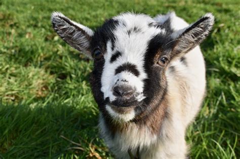 355 Cute And Funny Pet Goat Names Animal Hype