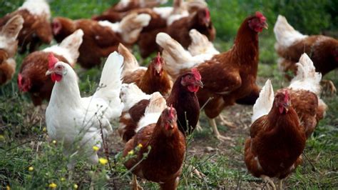 Avian Flu Outbreak Bird Owners Will Be Legally Required To Keep