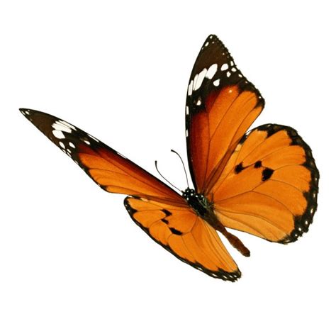 Mariposa monarca en caricatura | mariposa monarca — Foto de stock ...