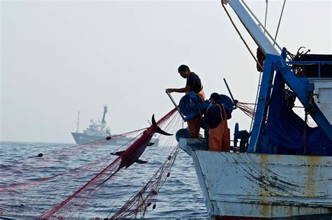 Fao Apoyará A Países De América A Erradicar Pesca Ilegal