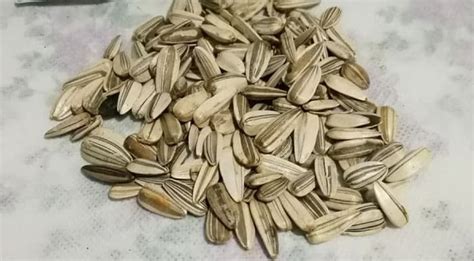10 cara menanam bunga matahari di pot dan jenisnya! Paling Keren 20+ Bunga Matahari Jumbo - Gambar Bunga Indah