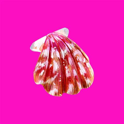Pink Mother Of Pearl Shell Scallop Stock Illustration Illustration Of