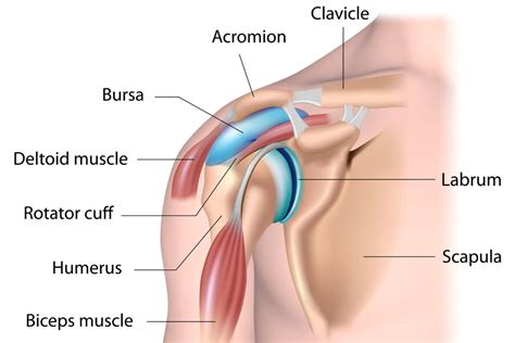 What Are Common Signs Of Rotator Cuff Injuries Omg Tampa Bay
