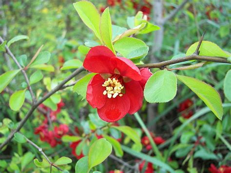 Flowering quince for sale canada. Japanese Quince (chaenomeles japonica)