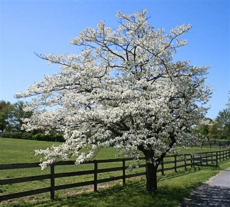Some will turn pinkish with age. White Flowering Dogwood