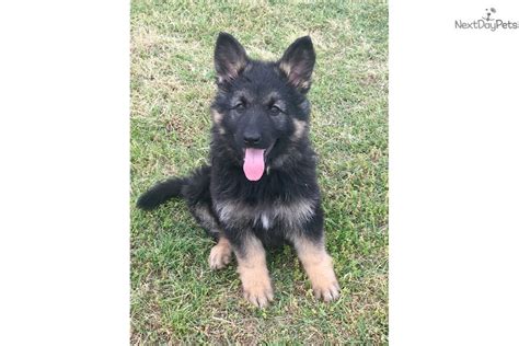 Puppy is sold to the bearing family. Gray: German Shepherd puppy for sale near Texoma, Texas ...