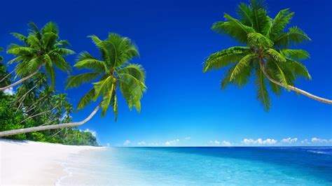 Desktop Wallpaper Palm Tree On Tropical Beach Hd Image Picture