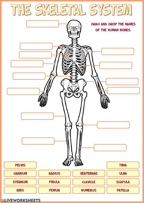 Skeletal System Interactive Worksheet Huesos Del Cuerpo Humano