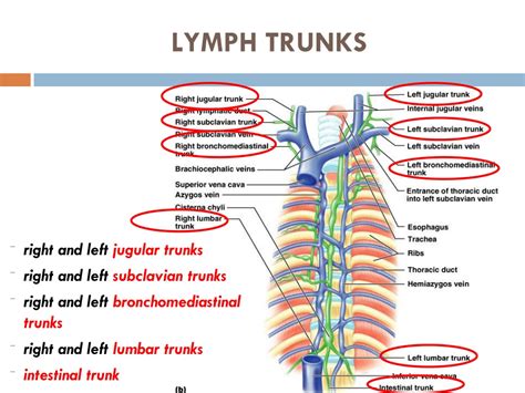 Ppt Lymphatic System Powerpoint Presentation Free Download Id8733787
