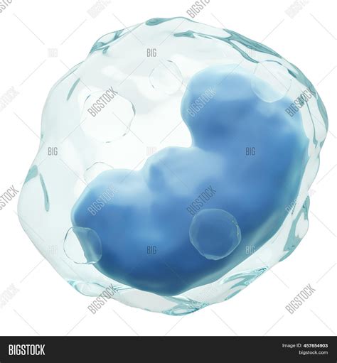 Monocyte White Blood Image And Photo Free Trial Bigstock