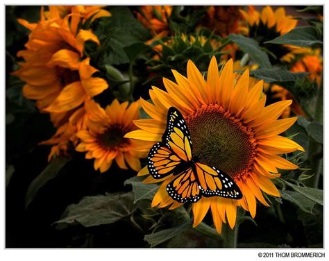 Log In Sunflower Sunflowers And Daisies Beautiful Butterflies