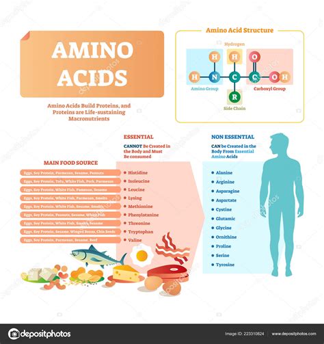 Amino Acids Vector Illustration List With Food And Essential Acids