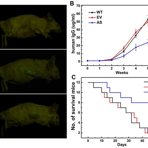 Stable Knockdown Of BDNF Activity Inhibits Tumor Growth And Prolongs