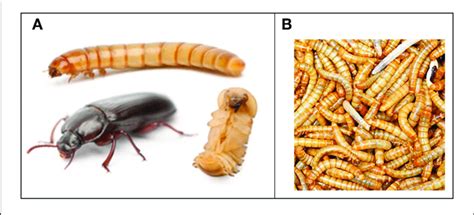 The Mealworm Tenebrio Molitor A Life Cycle Showing Larva Pupa And