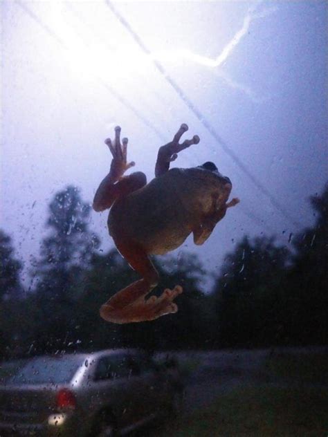 Purposely Planned Lightning Catch Behind Frog On My Window 200 Pics