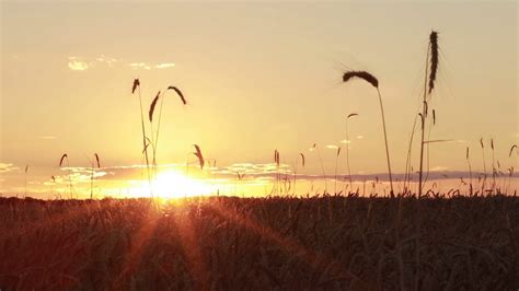 Colorful Sunset Over Golden Wheat Field In Summer Stock Video Footage