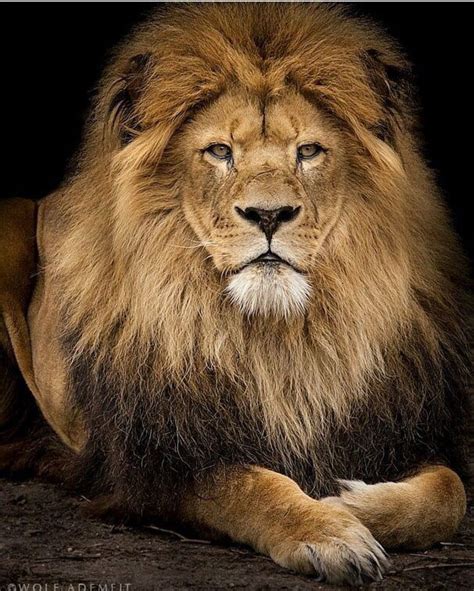 Pin By Linda Boone On Leones Lion Majestic Animals Animals