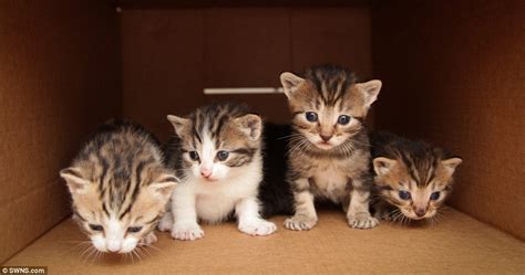 Kittens Looking For Home After Being Dumped In Cardboard Box In South Shields Daily Mail Online