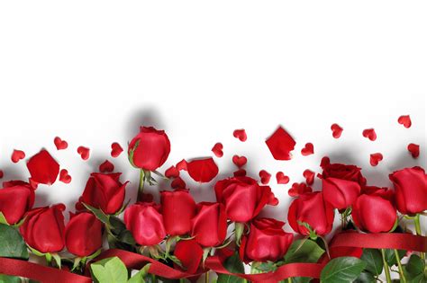 Pictures Of Red Roses With White Background Hd Wallpapers