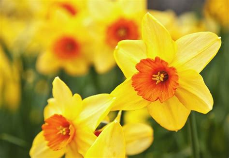 Some flowers that bloom in may in the us include tulips, daffodils, lilacs, sages, pansies, star hasmines, mock oranges, dogwoods, and speedwalls. What Flowers Are in Bloom in May? | Hunker