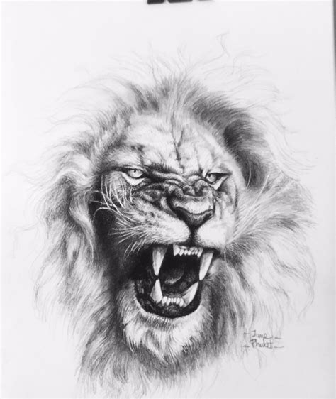 Roaring Lion Tattoo Drawing Easy Tattoo Designs