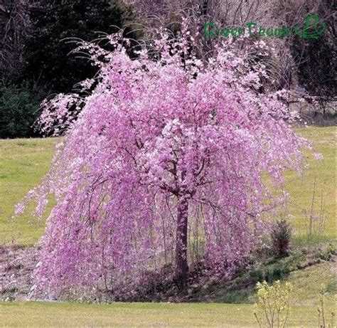 Jual Biji Pohon Snow Fountain Weeping Cherry Tree Pink Di Lapak
