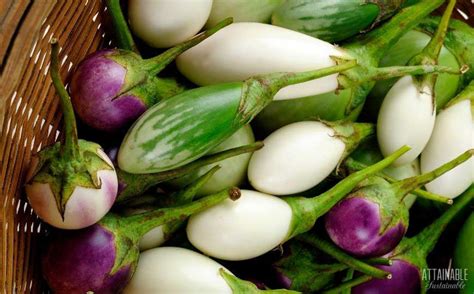 How To Grow Eggplant In Your Garden Attainable Sustainable