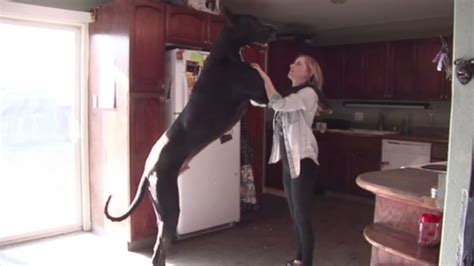 Couples Great Dane May Be Tallest Living Dog Abc7 Chicago