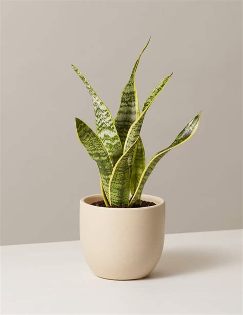 The Sill Snake Plant Laurentii Best Ts For Cosy Home Lovers