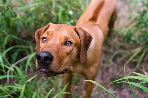 Cancer In Dogs 12 Signs To Look Out For Readers Digest
