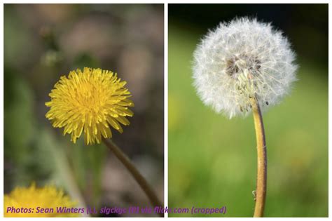 What Is A Dandelion Called When It Turns White